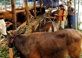 Bambang dan Natal sedang mendata sapi-sapi yang baru tiba dari Lampung. (Foto: Agung Dedi Lazuardi)