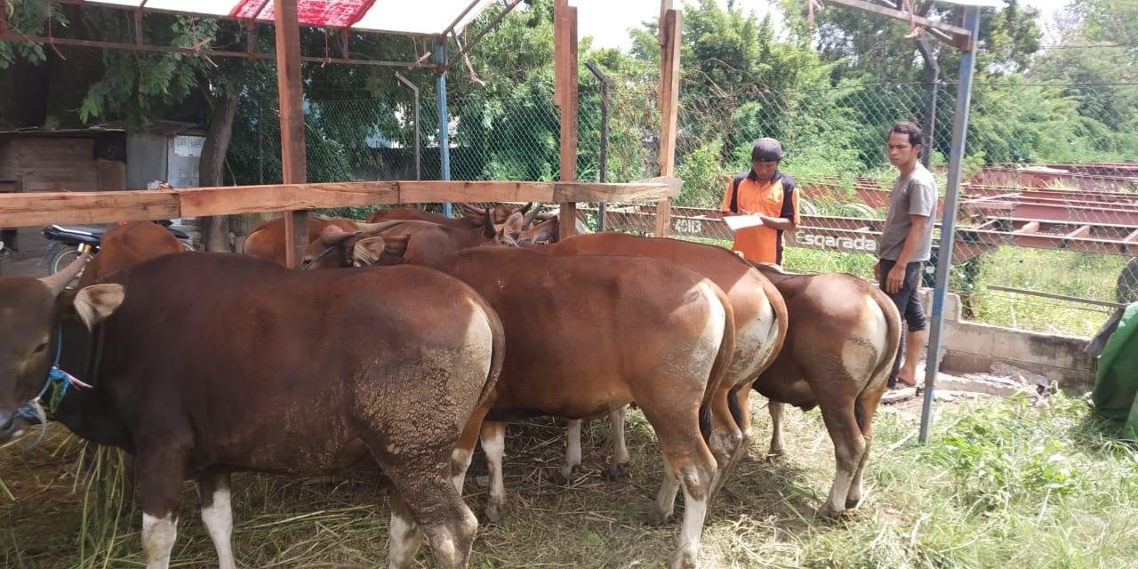 70 Persen Sapi Kurban di Batam Dilengkapi PCR Test Jembrana | HMStimes.com