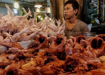 Pedagang ayam di pasar Botania I, Belian, Kecamatan Batam Kota, Batam. (Foto: Agung Dedi Lazuardi)