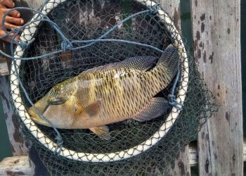 ikan napoleon Natuna