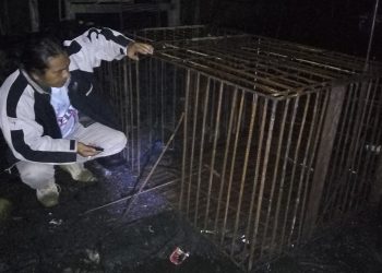 pemangsa ternak Siborongborong Taput