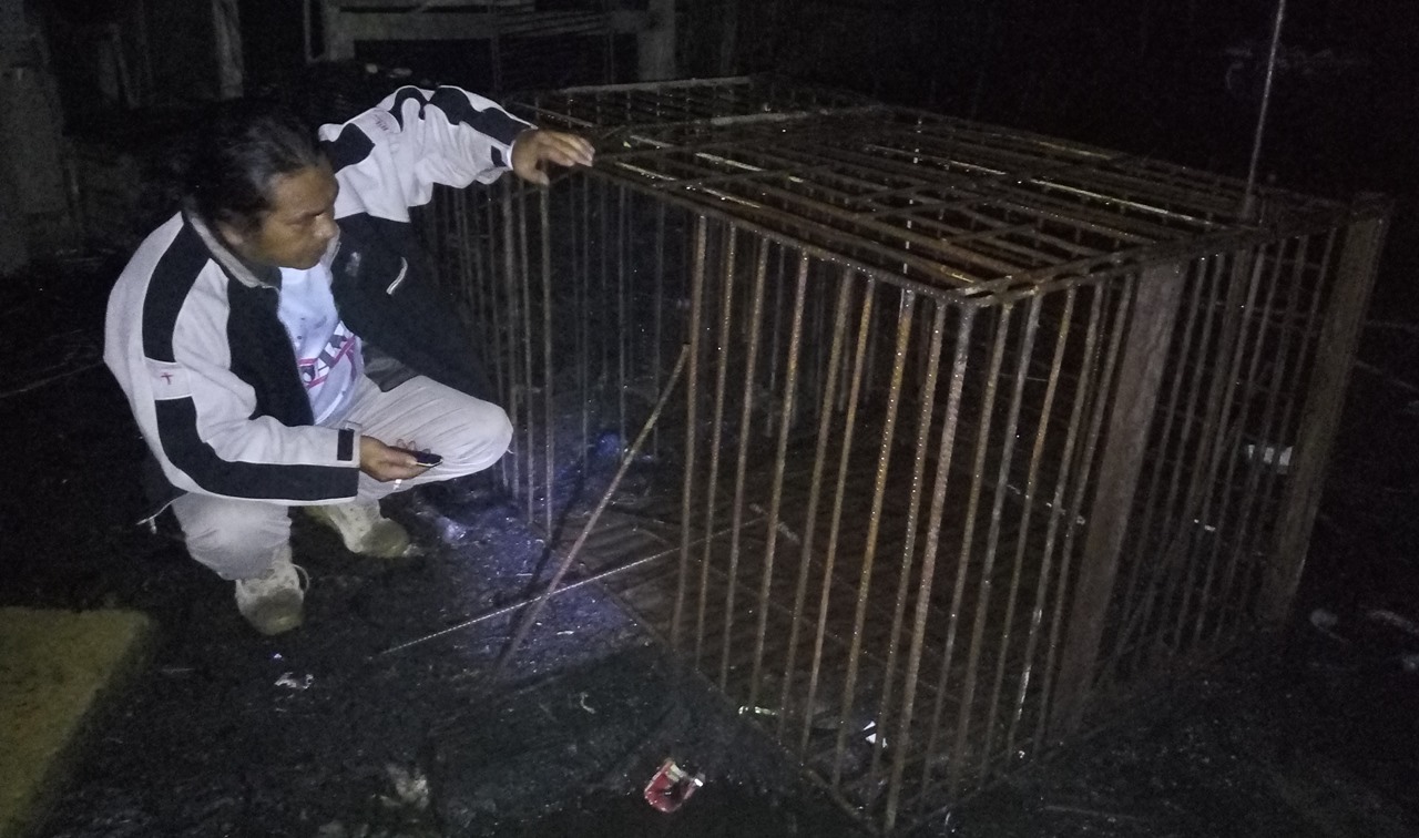 pemangsa ternak Siborongborong Taput