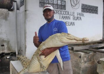 Jemari, pawang buaya di Asam Kumbang, Medan. (Foto: Tonggo Simangunsong)