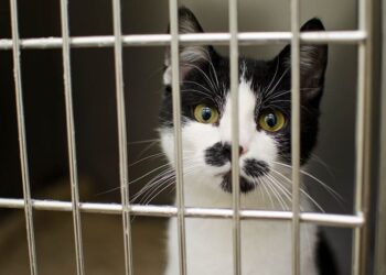 Ilustrasi kucing yang dikurung. (Foto: piqsels.com)