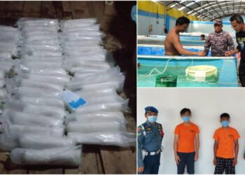 TNI Angkatan Laut gagalkan penyelundupan benih bening lobster senilai miliaran rupiah. (Foto: Dispen Lantamal IV)