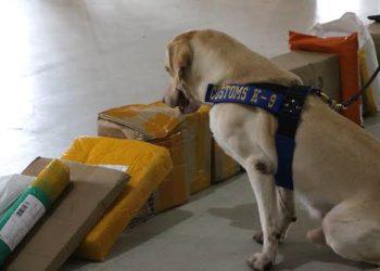 Anjing pelacak Direktorat Jenderal Bea Cukai. (Foto: beacukai.go.id)