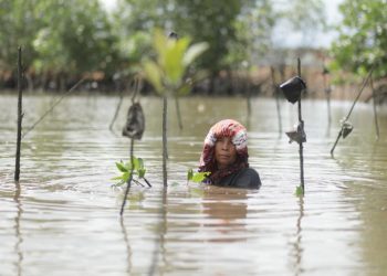 Roslaini Nainggolan, warga Pancur Pelabuhan, Sei Beduk, Batam, Kepulauan Riau, saat menanam beberapa bibit bakau. (Foto: Fathur Rohim)