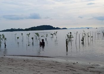 Salah satu warga sudah mulai menanam bibit bakau di Pulau Setokok, Bulang, Kota Batam, Kepulauan Riau, lokasi Presiden Joko Widodo bakal berkunjung. (Foto: Fathur Rohim)