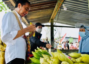 Presiden Joko Widodo bersama Ketua DPR RI Puan Maharani (tengah) tak sungkan membeli jagung rebus di pedagang pinggir jalan, di Kabupaten Sorong, Papua Barat, Senin, 4 Oktober 2021.