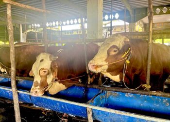 Kandang sapi milik salah satu pedagang hewan kurban di daerah Batam Centre, Kota Batam, Kepulauan Riau. (Foto: Irvan Fanani)
