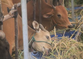 Ilustrasi. (Foto: Istimewa)