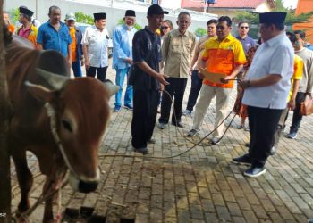 Ketua Majelis Pertimbangan PPK Kosgoro 1957 HR Agung Laksono (kanan) menyerahkan sapi kurban untuk dipotong di Halaman Kampus IBI-K57 Jagakarsa/Lenteng Agung pada Sabtu 1 Juli 2023. (Foto: Djoko Koentjahjo).