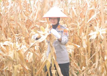 Kapolres Samosir AKBP Rina Frillya, S.I.K Saat Tengah Ikut Panen Raya Jagung di  Samosir. (Foto: Humas Polres Samosir).