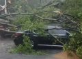 Hujan dan angin kencang akibatkan sejumlah pohon tumbang menimpa beberapa mobil di wilayah Jakarta Selatan. (Foto: Ist./ @TMCPoldaMetro).