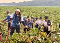 Anggota/Deputi Bidang Pelayanan Umum, Ariastuty Sirait bersama team BP Batam turun bersihkan eceng gondok di dam Duriangkang. (Foto: Humas BP).