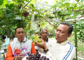 Wali Kota Administrasi Jakarta Timur, Munjirin (kanan) saat memetik dan menunjukkan anggur hasil panen warga di kebun anggur Komplek Taman Buaran Indah RW 13, Kelurahan Penggilingan, Kecamatan Cakung, Jakarta Timur. (Foto: Ist./PWI Jaya).