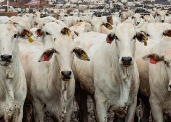 Ilustrasi: Peternakan sapi di Brasil. (Foto: Ist./ REUTERS).